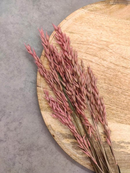 Trockenblumen-Hafer-pink-liegend